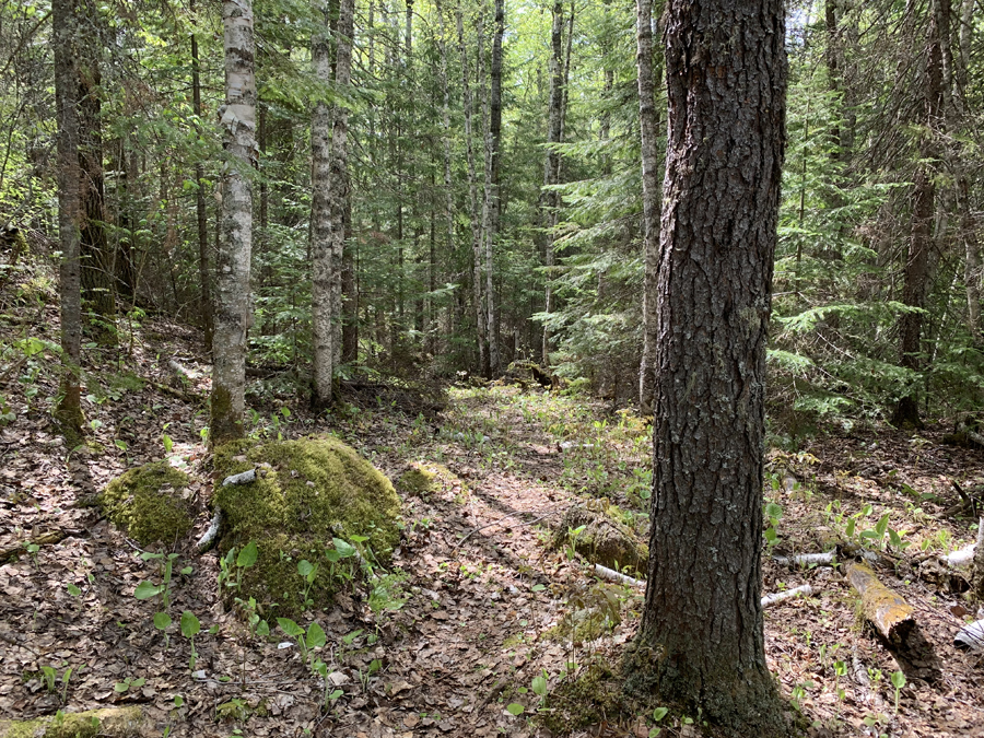 Brule Lake Trail 14