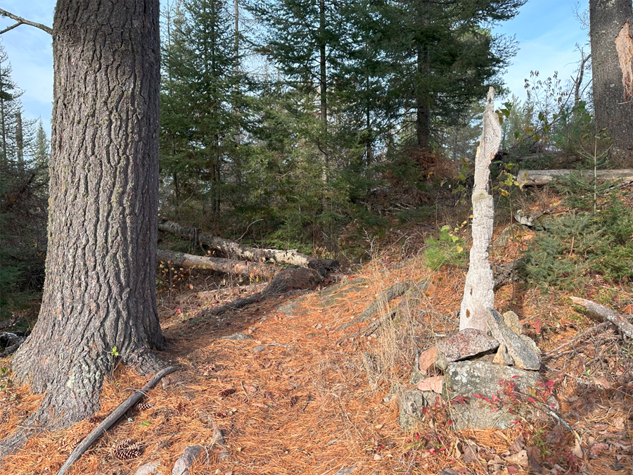 Snowbank Lake Trail 1