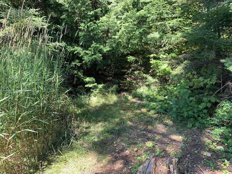 Alder Lake Campsite 4