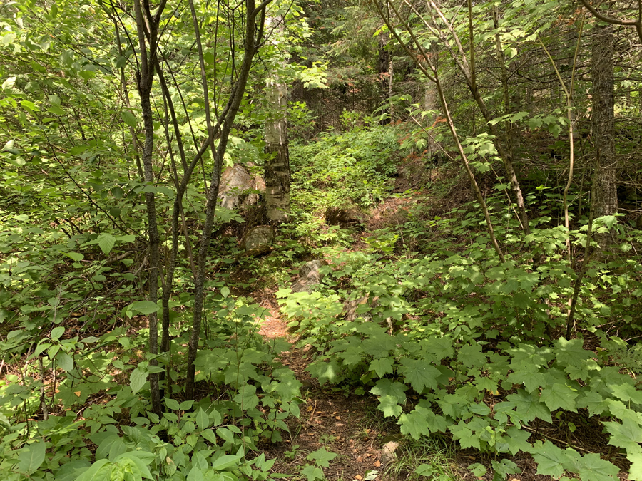 Bower Trout Lake Campsite 9