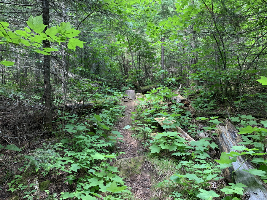 Bower Trout Lake Campsite 10