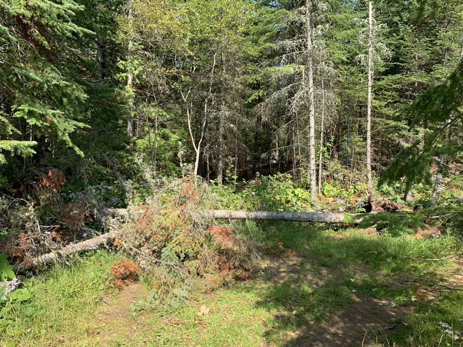 Clearwater Lake Campsite 4