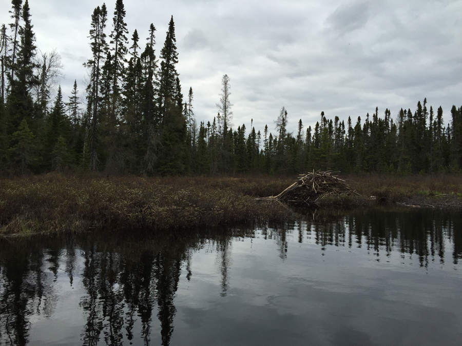 Cross Bay Lake Beaver Dam 1