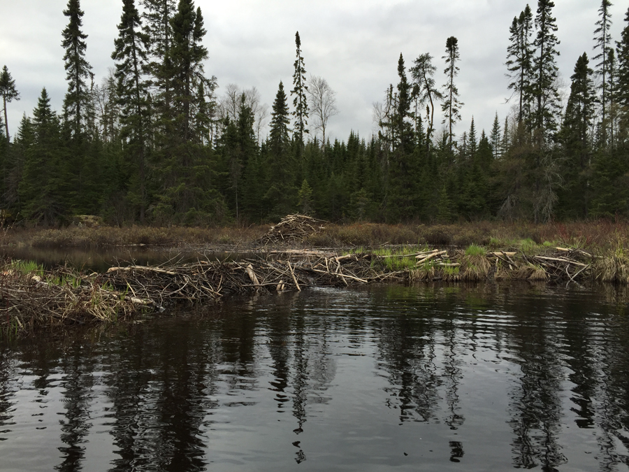 Cross Bay Lake Beaver Dam 2