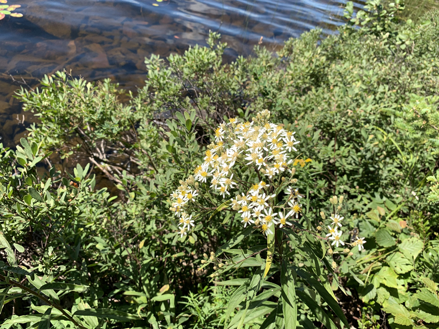 East Bearskin Lake Campsite 8