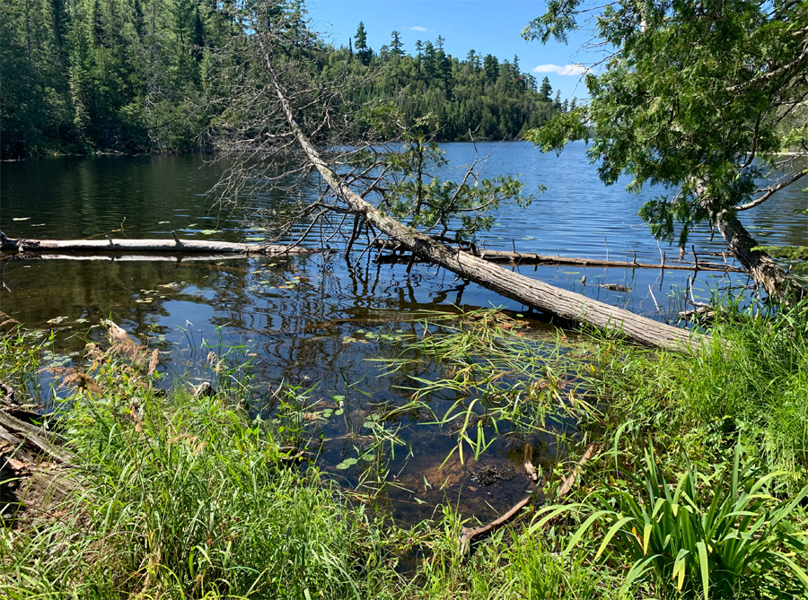 Alder Lake to East Bearskin Lake Portage 2