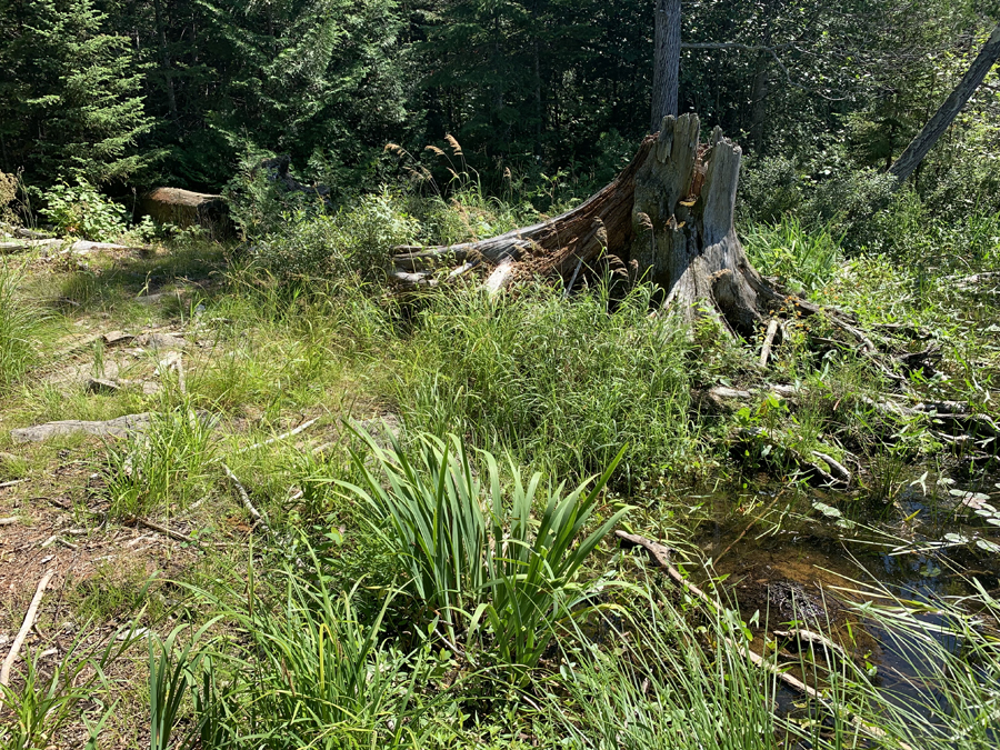 Alder Lake to East Bearskin Lake Portage 3