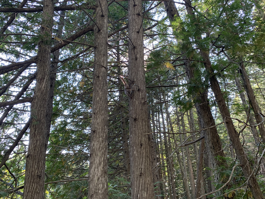 Gogebic Lake Campsite 7