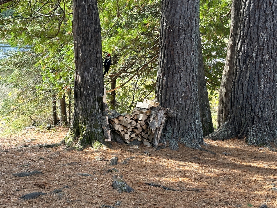 John Lake Campsite 7