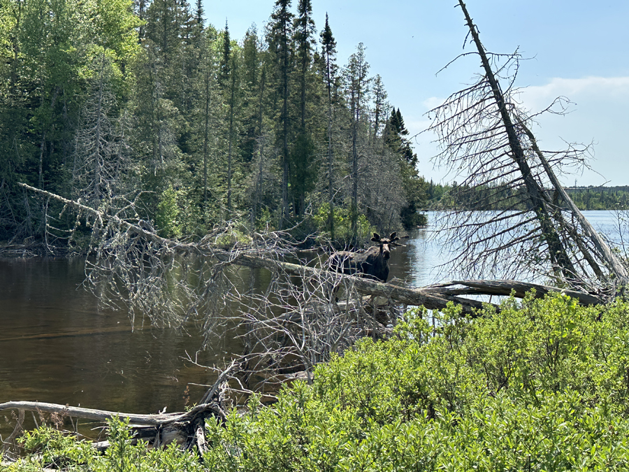 Little Rush Lake to Rush Lake Portage 2A