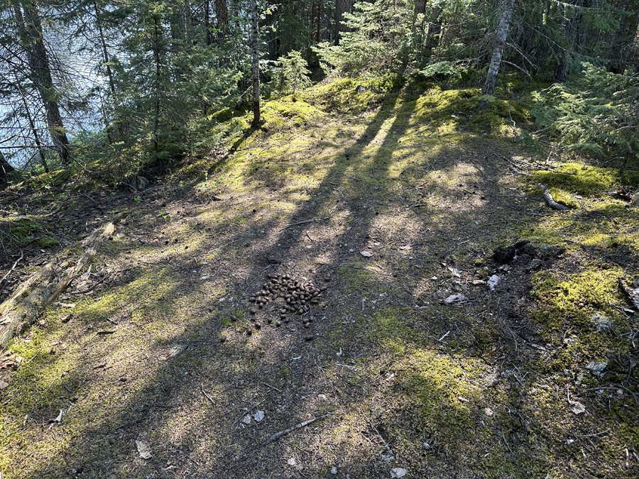 Rush Lake Campsite 6