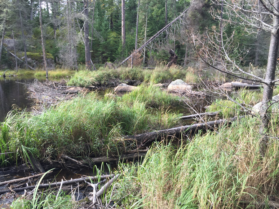 Angleworm Lake to Home Lake Portage 2