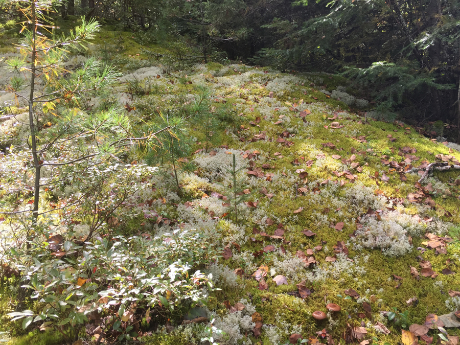 Lichen garden growing along the Angleworm Lake portage in the BWCA