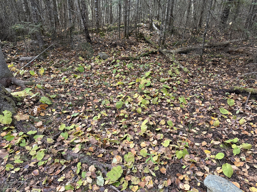 Benezie Lake Campsite 4