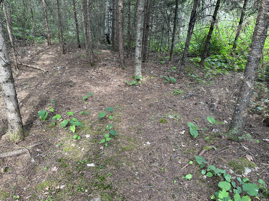 Little Bass Lake BWCA Campsite 4