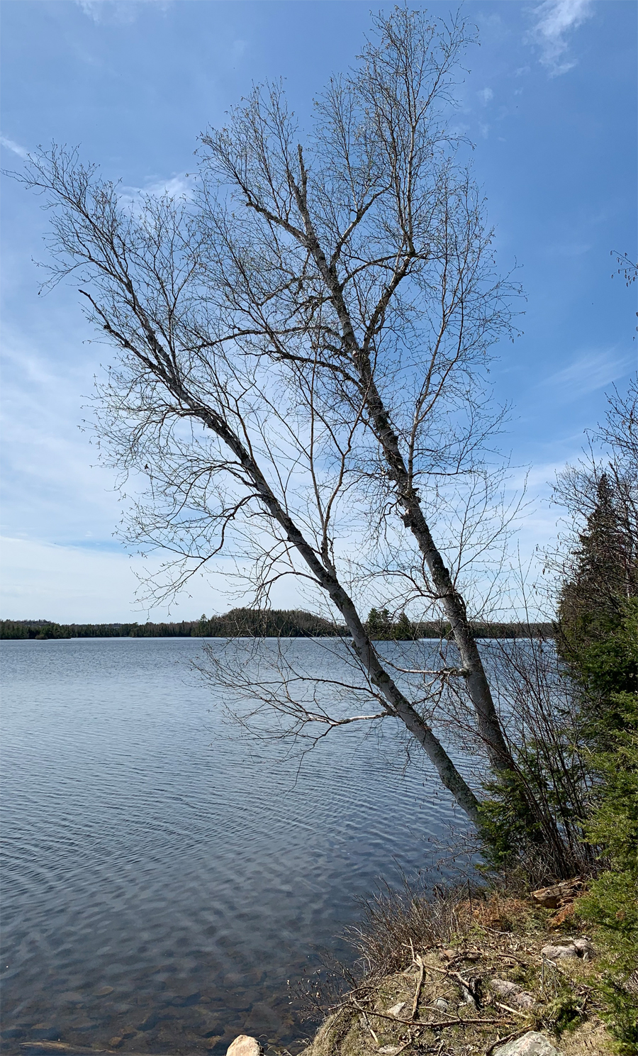 Moose Lake Campsite 11