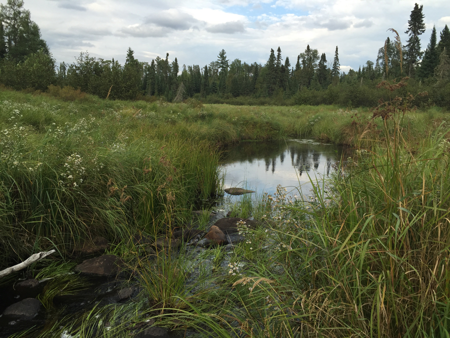 Swamp Creek 2