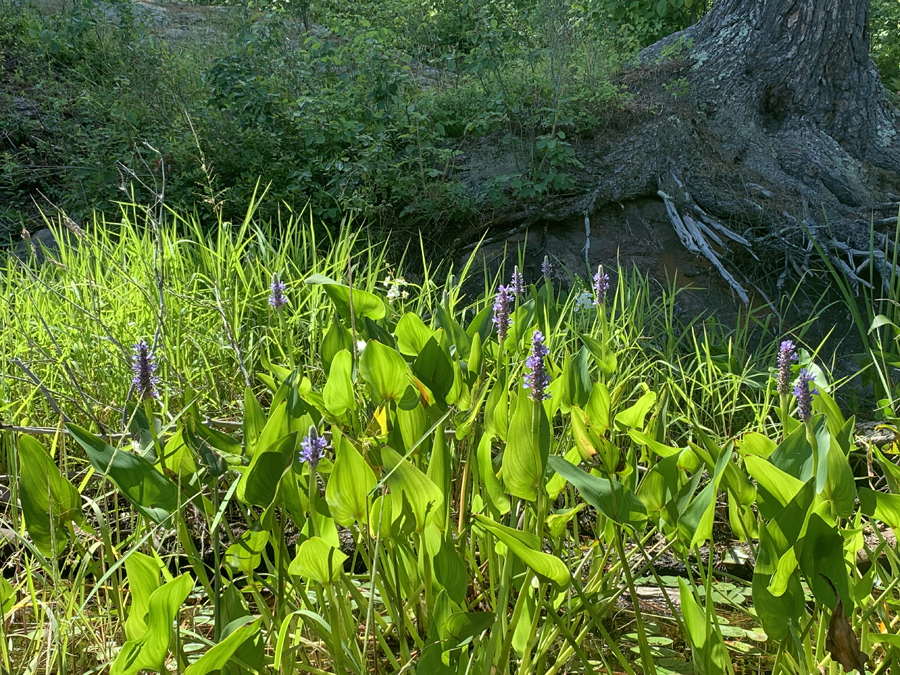 Upper Pauness Lake 1