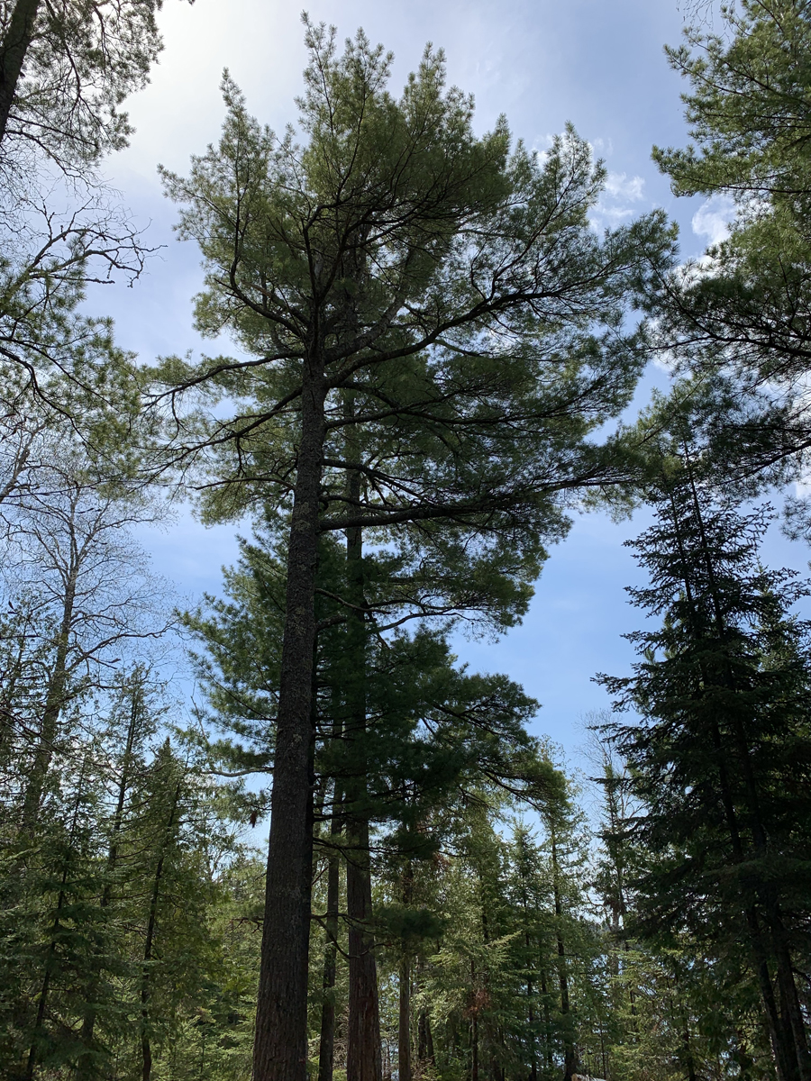 Alton Lake Campsite 12