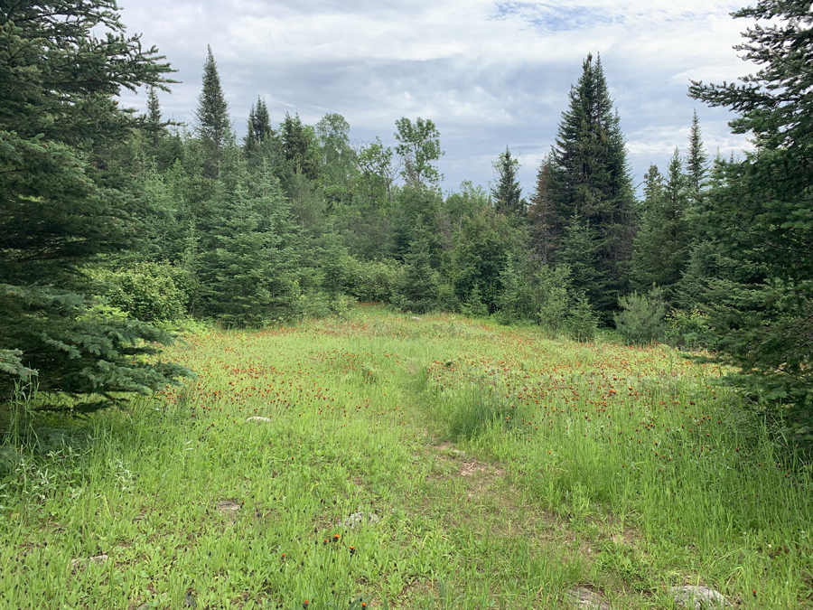 Brule Lake Campsite 8