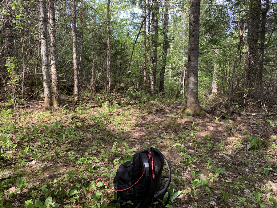 Fishhook Lake Campsite 1