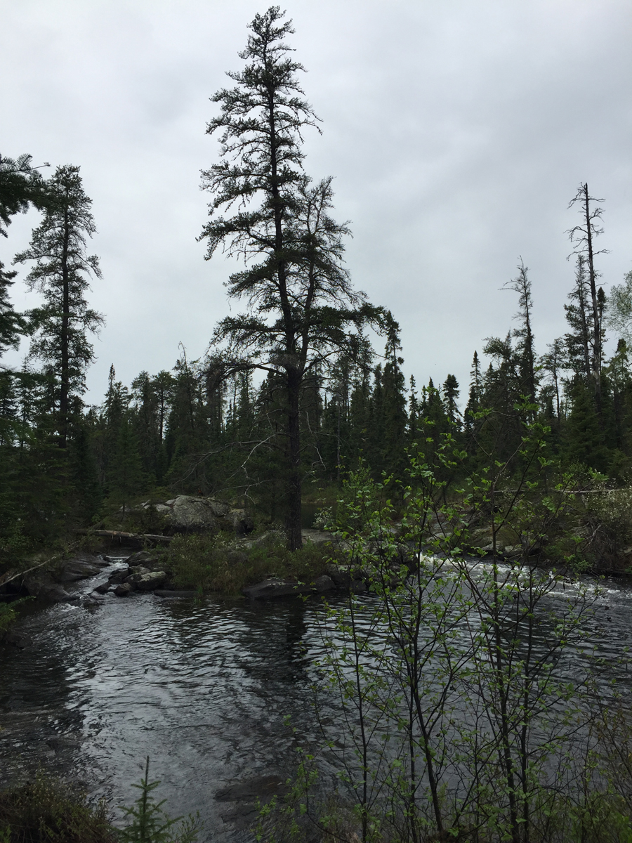 Rapids between Weird Lake and Jack Lake in BWCA