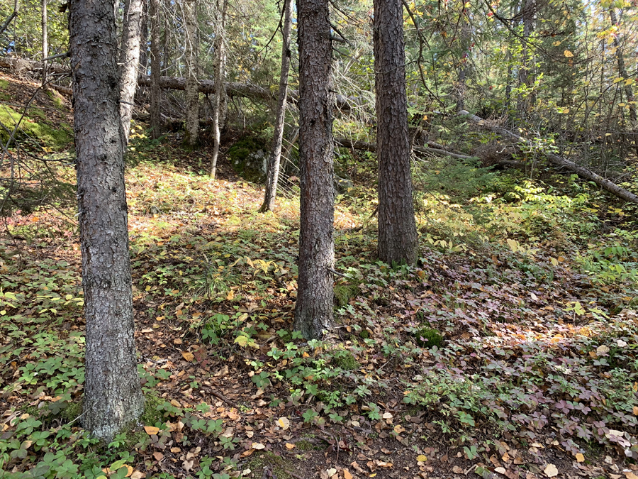 Kelso Lake Campsite 5