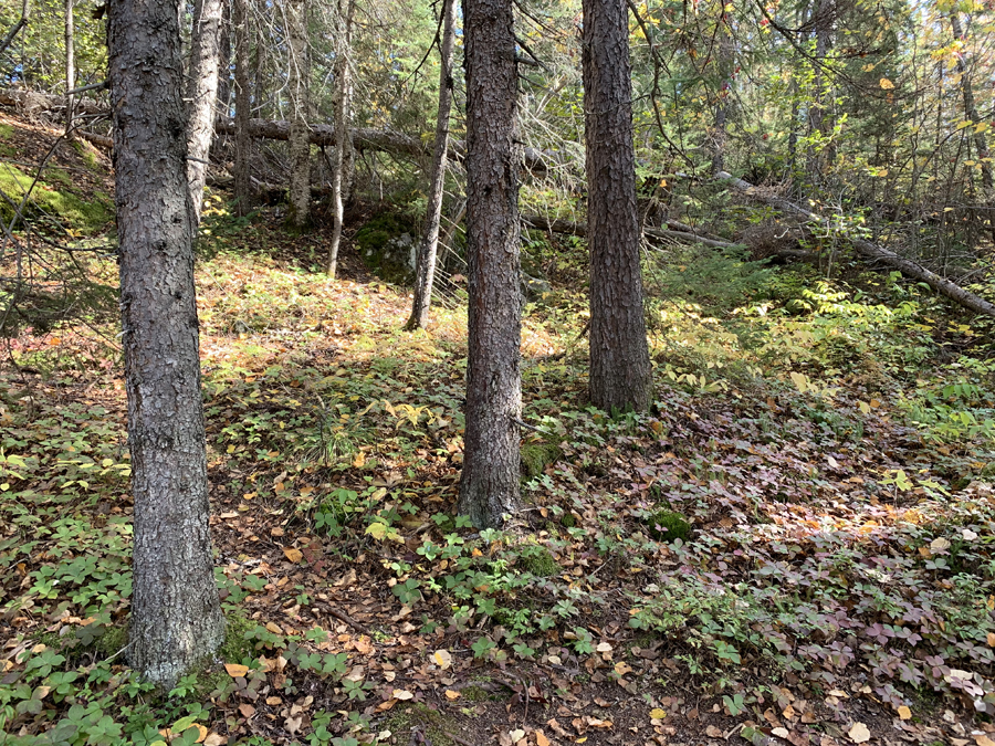 Kelso Lake Campsite 5