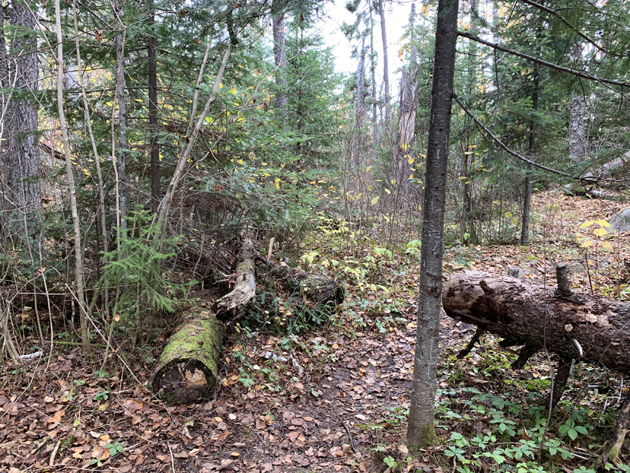 Kelso Lake Campsite 6