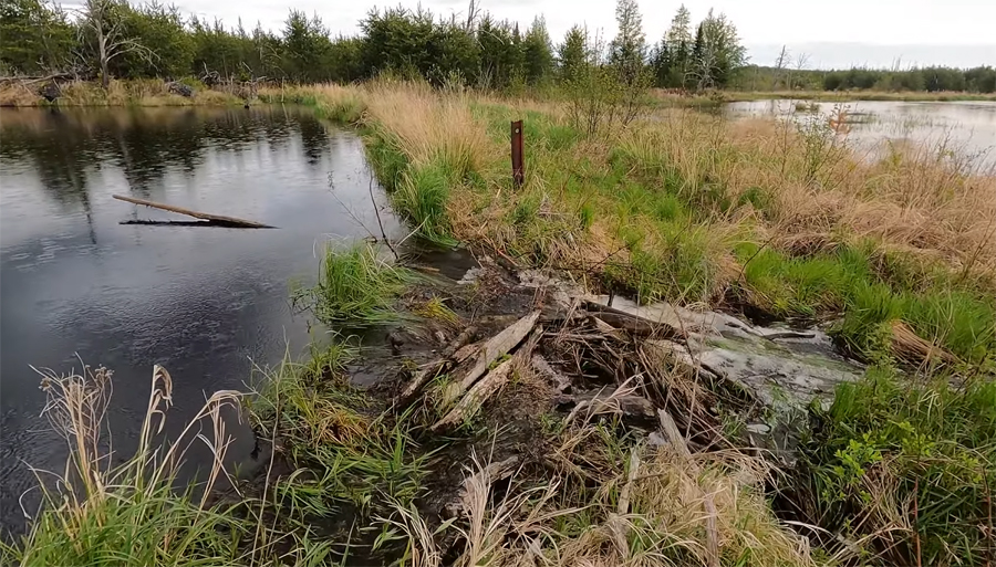 Pelt Creek 1