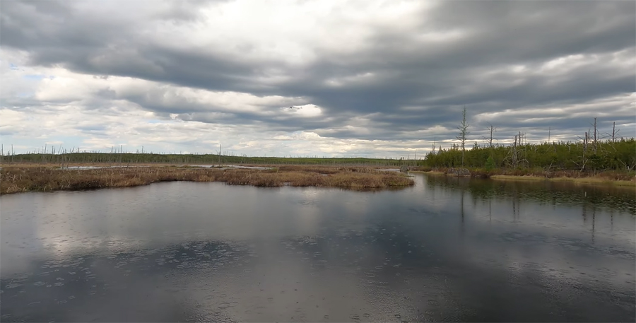 Pelt Creek 1