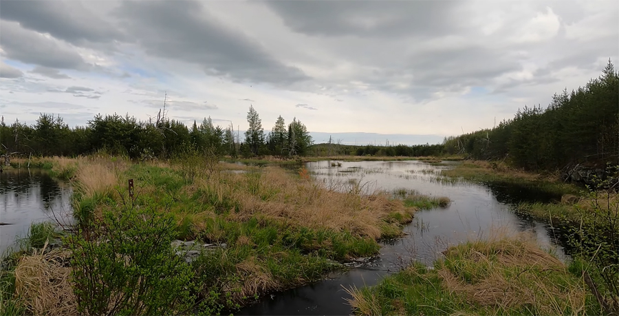 Pelt Creek 1