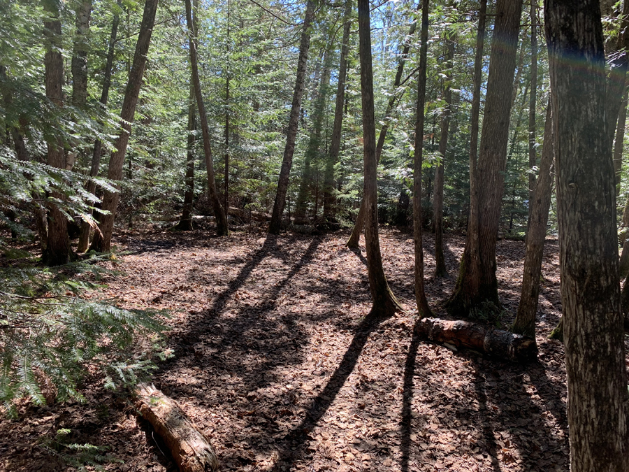 Sawbill Lake Campsite 5