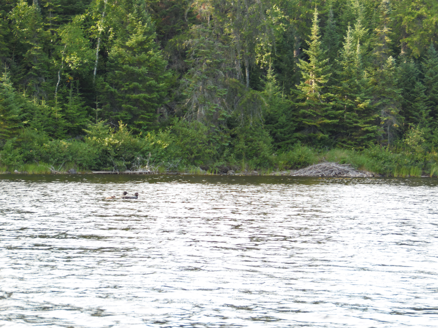Abinodji Lake loons and beaver lodge