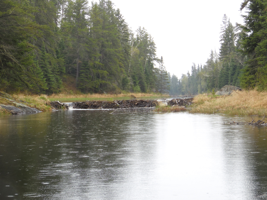 Large beaver dam on Record Creek just downstream of Record Lake