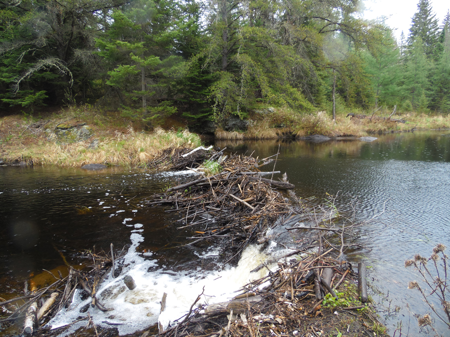 Beaver dam on Record Creek with breach