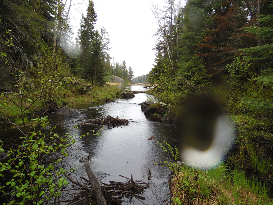 Record Creek in Fungus Lake PMA