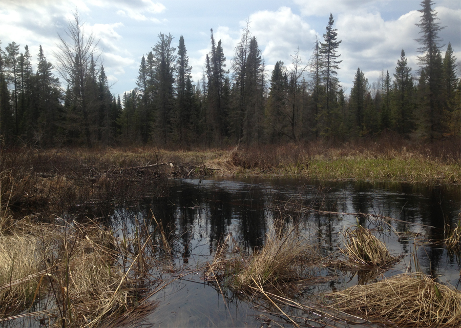 Weasel creek beaver dam in BWCA Weasel Lake PMA