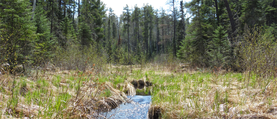 Creek in a BWCA PMA