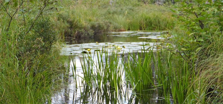 Between Fool Lake and Lucky Pay Lake BWCA