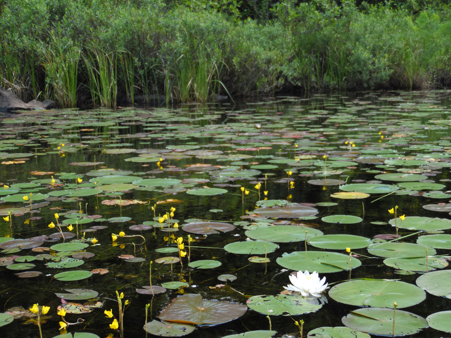 Drumstick Creek 16