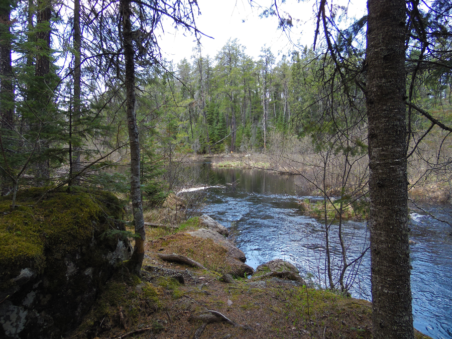 Drumstick Creek 3