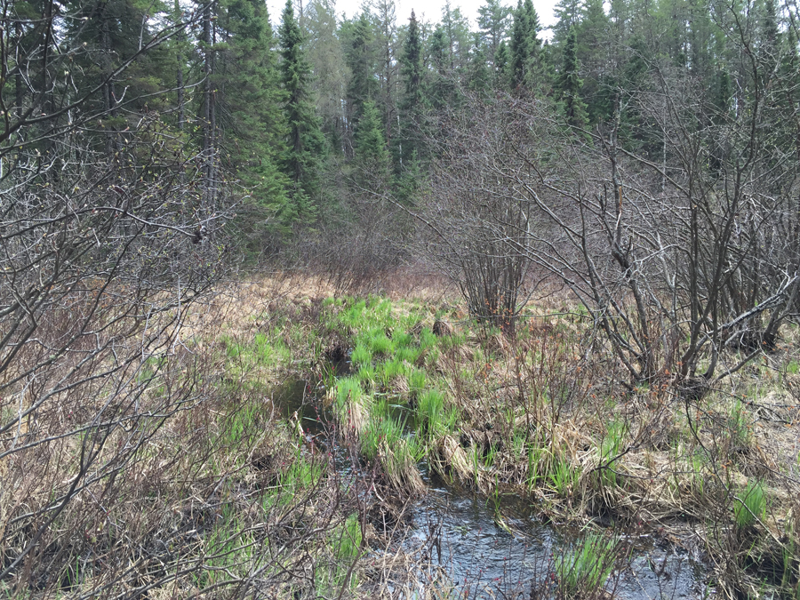 Swollen Ankle Creek 8